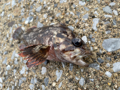 メバルの釣果