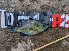 ブルーギルの釣果