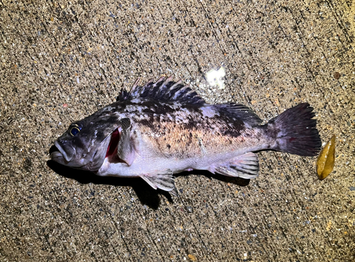 クロソイの釣果