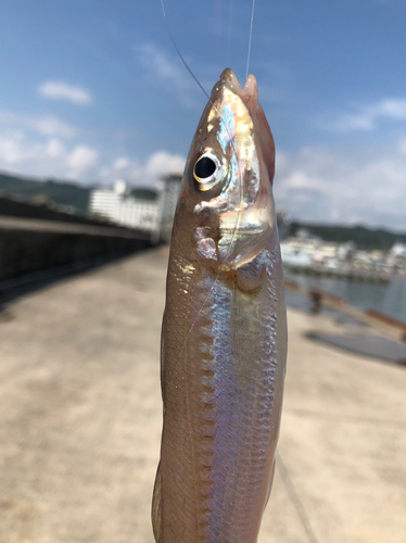 キスの釣果