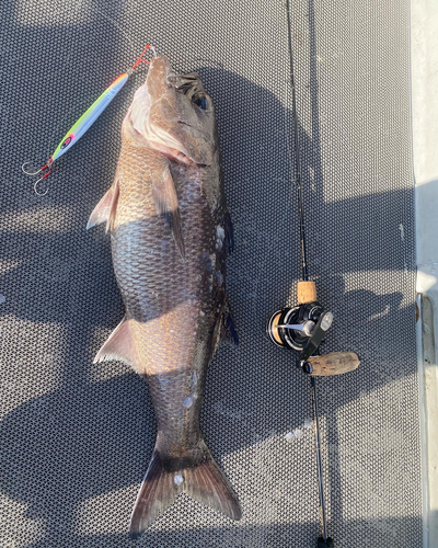 クロムツの釣果