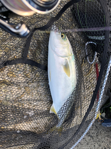 ツバスの釣果