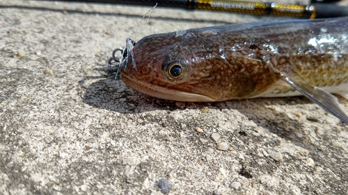 エソの釣果