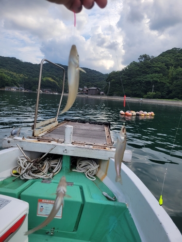 シロギスの釣果