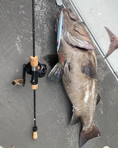 イシナギの釣果