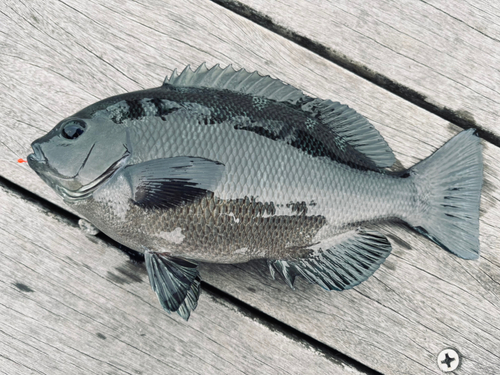 メジナの釣果