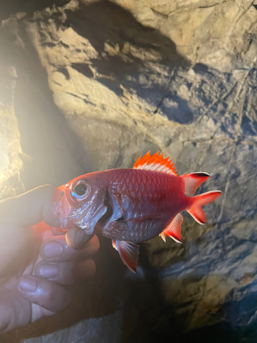 ウミタナゴの釣果