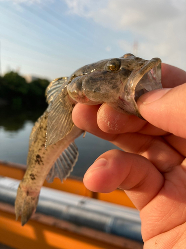 ハゼの釣果