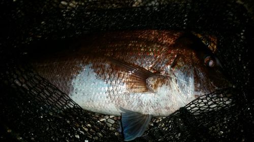 マダイの釣果