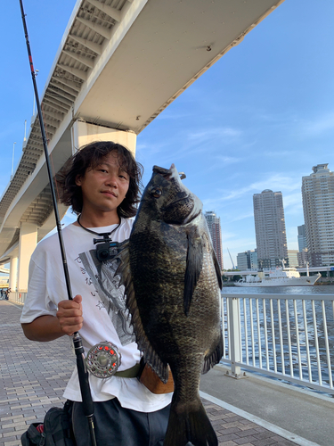 チヌの釣果