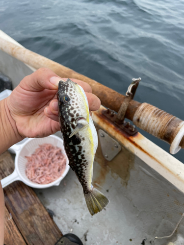 フグの釣果