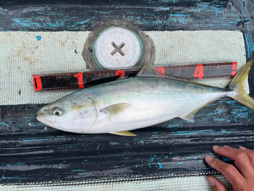 ハマチの釣果