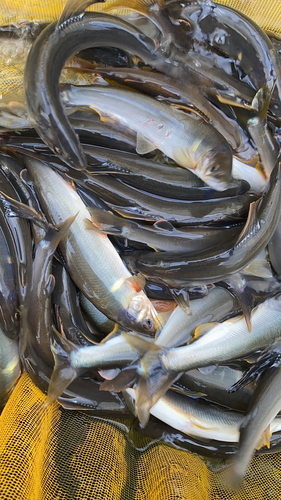 アユの釣果