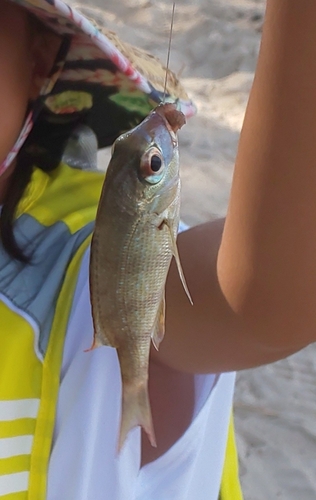 チャリコの釣果