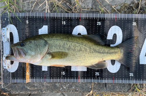 ブラックバスの釣果