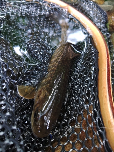 イワナの釣果