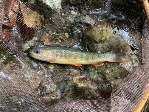 イワナの釣果