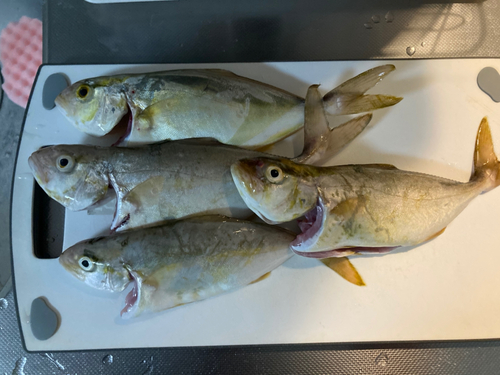 ショゴの釣果