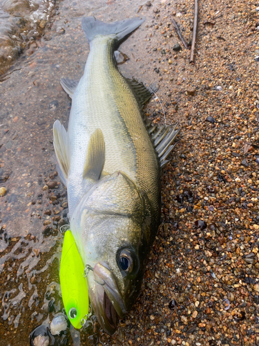 シーバスの釣果