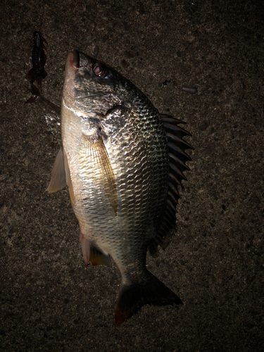 キビレの釣果