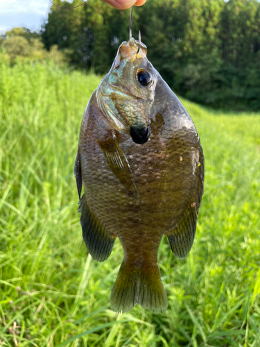 ブルーギルの釣果