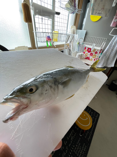 フクラギの釣果