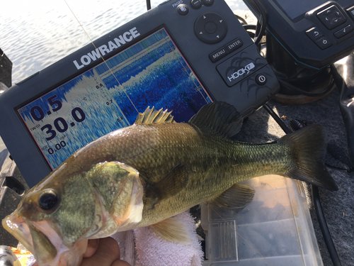 ラージマウスバスの釣果