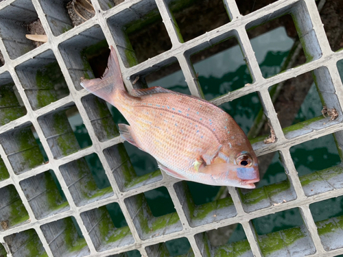 チャリコの釣果