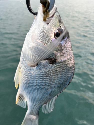 キビレの釣果