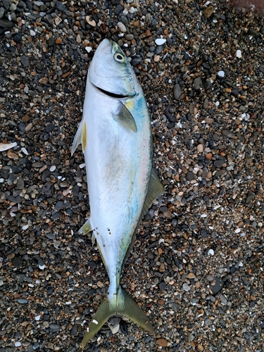 ワカシの釣果