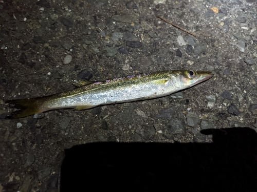 アカカマスの釣果