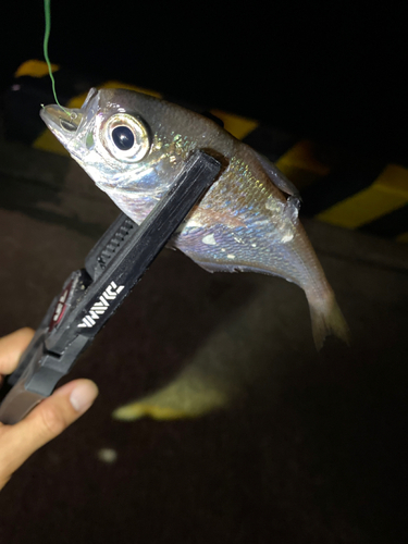 ミナミハタンポの釣果