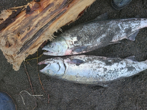 アキアジの釣果