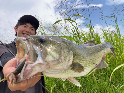 ラージマウスバスの釣果