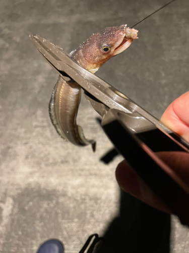 アナゴの釣果