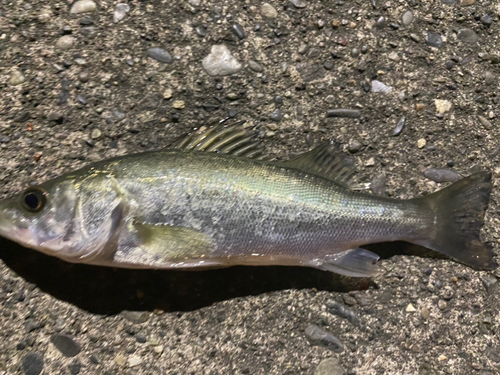 セイゴ（マルスズキ）の釣果