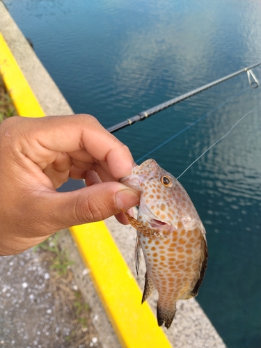 オオモンハタの釣果