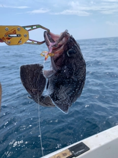 クロソイの釣果