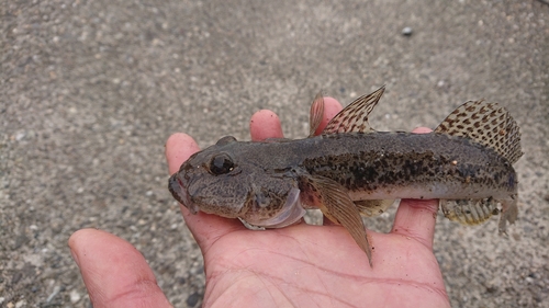 ハゼの釣果