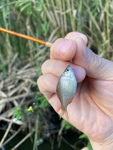 タナゴの釣果