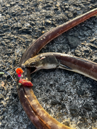 ホタテウミヘビの釣果