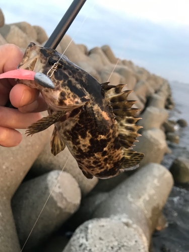 タケノコメバルの釣果