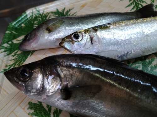 セイゴ（マルスズキ）の釣果