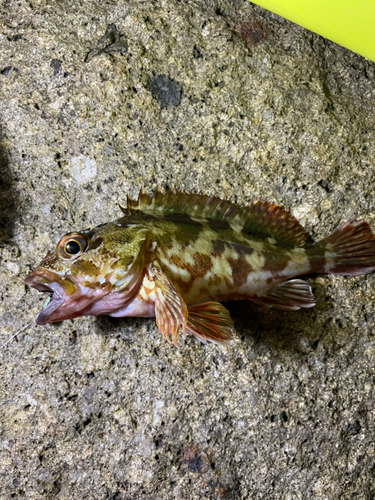 カサゴの釣果