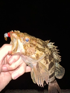 タケノコメバルの釣果