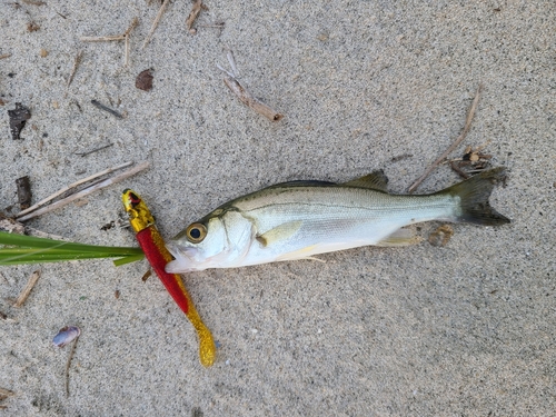 セイゴ（マルスズキ）の釣果