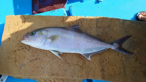 カンパチの釣果