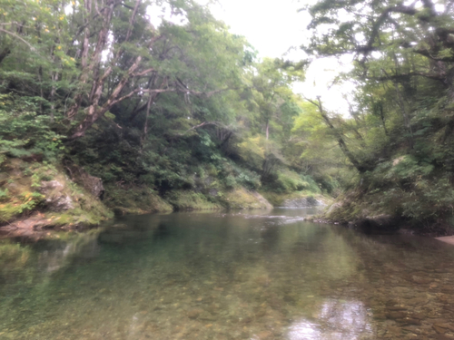 ヤマメの釣果