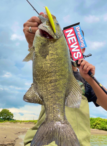 スモールマウスバスの釣果