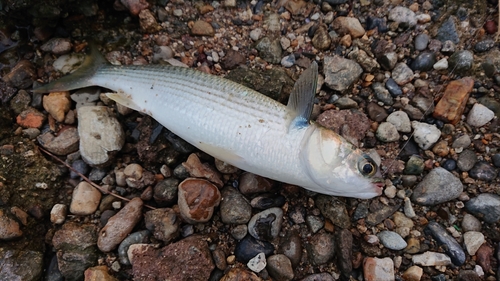 ボラの釣果